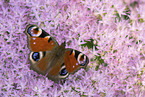 Peacock Butterfly