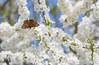 Peacock Butterfly