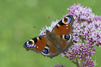 Peacock Butterfly