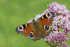 Peacock Butterfly