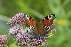 Peacock Butterfly