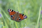 Peacock Butterfly