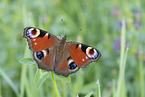 Peacock Butterfly