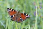 Peacock Butterfly