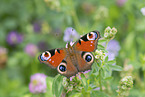 Peacock Butterfly