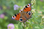 Peacock Butterfly