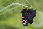 Peacock Butterfly