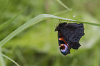 Peacock Butterfly