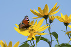 Peacock Butterfly