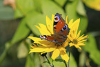 Peacock Butterfly