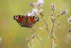 European peacock