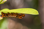 Caterpillar of the Peacock Butterfly