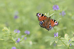 european peacock