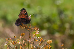 european peacock