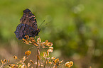 european peacock