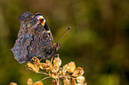 european peacock