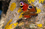 european peacock