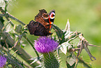 european peacock