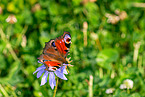 european peacock