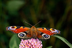 european peacock