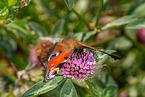 european peacock