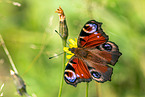 european peacock