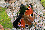 european peacock