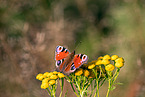 european peacock