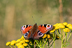 european peacock