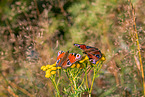 european peacock