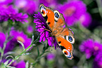 Peacock Butterfly