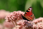 european peacock