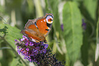 european peacock