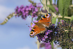 european peacock