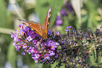 european peacock