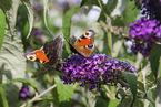 european peacocks