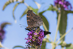 european peacock