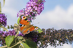 european peacock