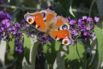 european peacock