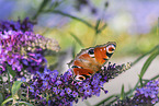 european peacock