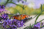 european peacock