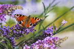 european peacock