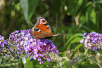 european peacock