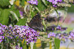 european peacock