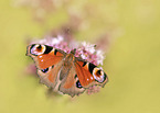 european peacock