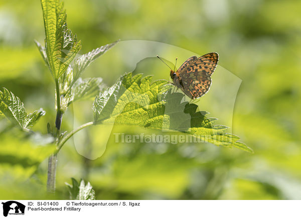 Pearl-bordered Fritillary / SI-01400