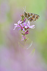 pearl-bordered fritillary