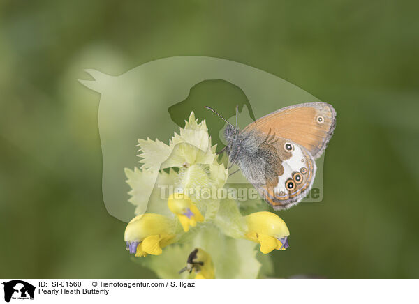 Weibindiges Wiesenvgelchen / Pearly Heath Butterfly / SI-01560