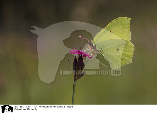 Zitronenfalter / Brimstone Butterfly / SI-01580