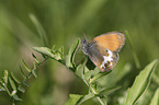 Pearly Heath Butterfly